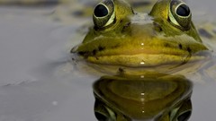 Nature water Frogs amphibians