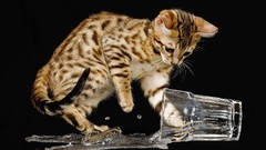 Nature water glass cats Kittens
