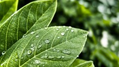 Nature water Green drop water drops