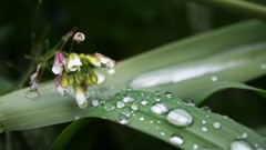 Nature water Green drop water drops
