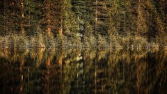 Nature water Green rivers forests