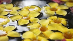 Nature water Hawaii yellow flowers