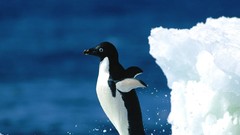 Nature water ice Penguins wildlife