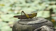 Nature water insects grasshopper