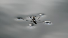 Nature water insects water strider