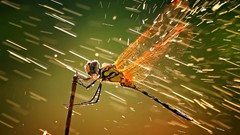 Nature water insects wet Dragonflies