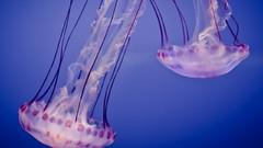 Nature water jellyfish underwater