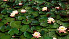 Nature Water Lilies lily pads