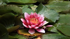 Nature Water Lilies pink flowers ponds lily pads