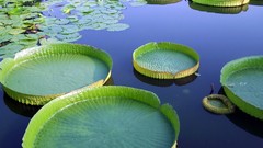 Nature water lily pads