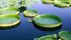 Nature water lily pads