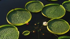 Nature water lily pads lotus flower