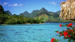 Nature water lonely rocks red flowers