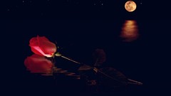 Nature water moon roses