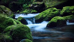 Nature water moss rocks streams