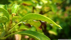 Nature water Plants hanging leaf
