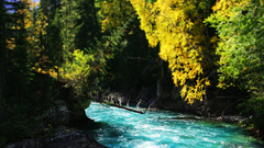 Nature water river forest flow stream