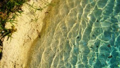 nature water sand Plants