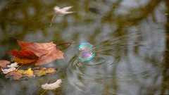 Nature water soap bubbles
