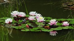 Nature water summer ponds