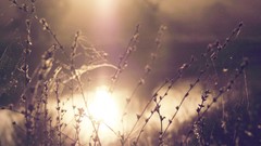 Nature water sun light web Plants depth of field