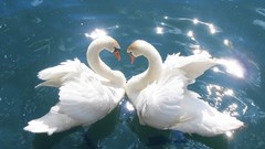 Nature water Swans sunlight