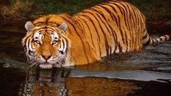 Nature water swimming Tigers documentary