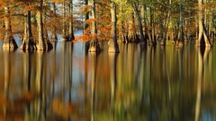nature water Trees reflection