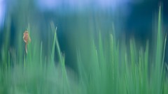 Nature water underwater rice