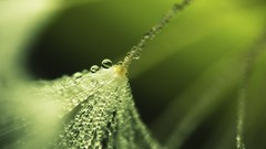 Nature water water drops raindrops