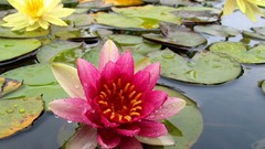 Nature water Water Lilies lily pads