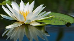 Nature water Water Lilies white flowers reflections lily pads