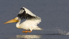 Nature water white Birds American Pelicans