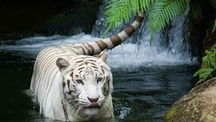 Nature water white tiger