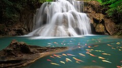 nature waterfall water fish Animals outdoors