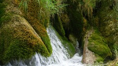 nature waterfall water Plants outdoors