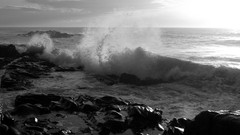 Nature waves grayscale
