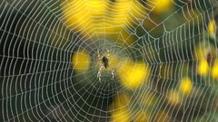 Nature web