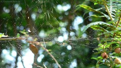 Nature web spiders