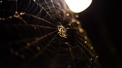 Nature web spiders spider webs depth of field