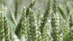 Nature wheat