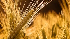 Nature wheat