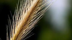 Nature wheat