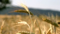 Nature wheat