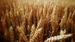 Nature wheat