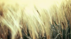 Nature wheat artwork