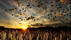 Nature wheat Birds fields skyscapes
