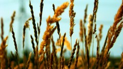 Nature wheat depth of field