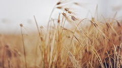 Nature wheat depth of field