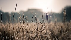 Nature wheat fields